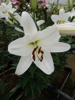 [4619 VZ H08 4525-03 No02.JPG]